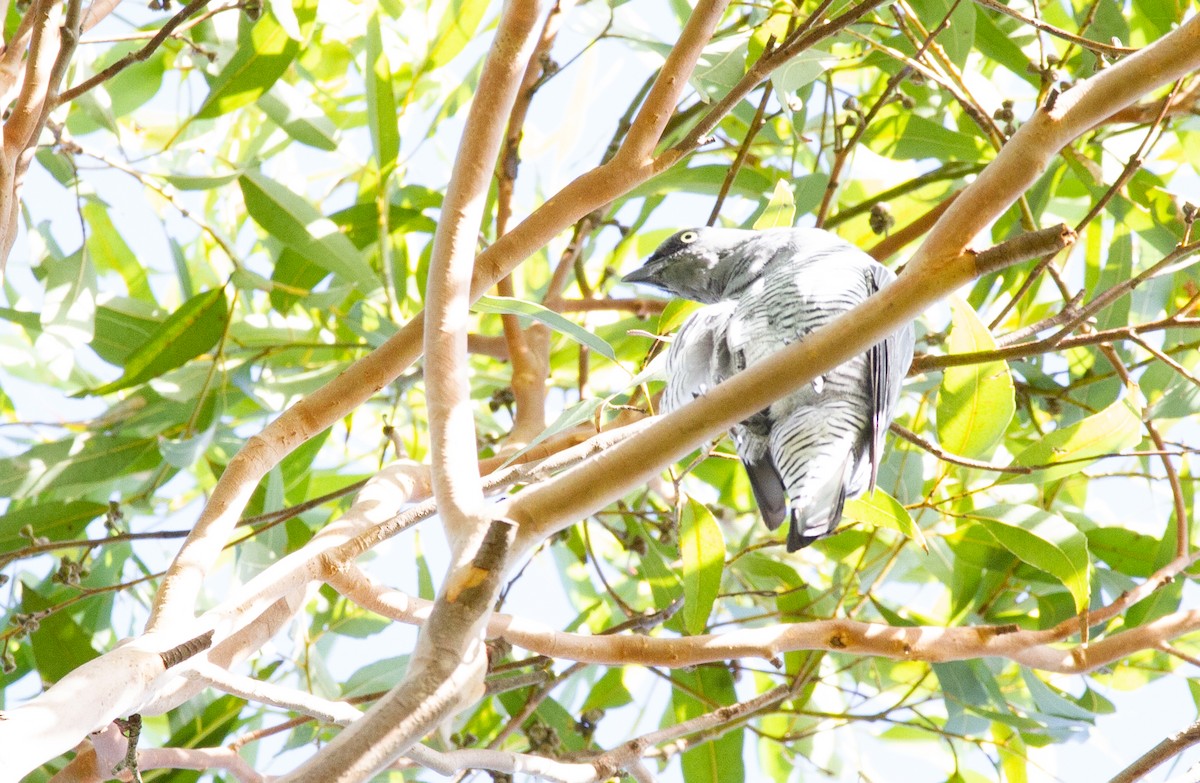 Barred Cuckooshrike - Thomas McPherson