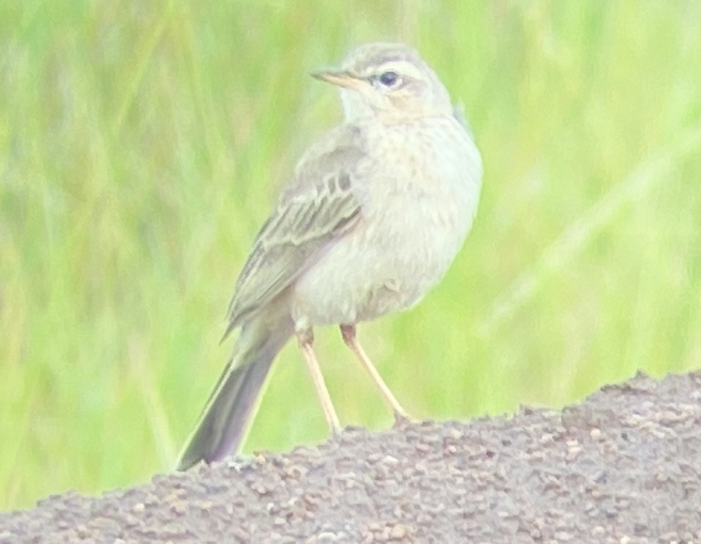 Plain-backed Pipit - ML311000741