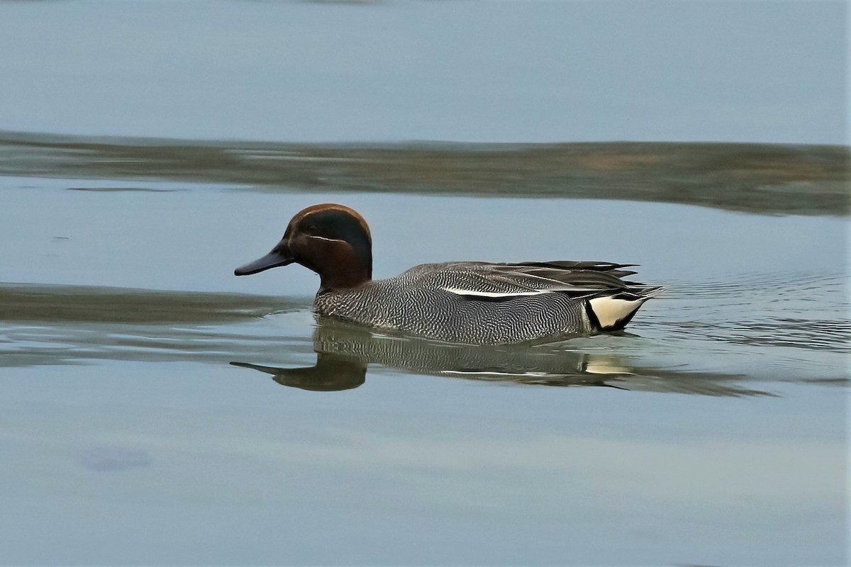 Green-winged Teal - ML311001301