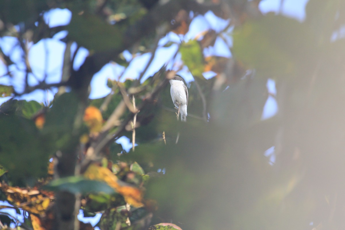 Bar-winged Flycatcher-shrike - ML311001441