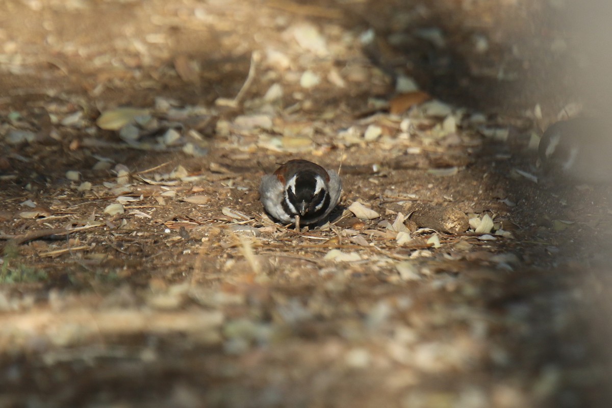 Cape Sparrow - ML31100161