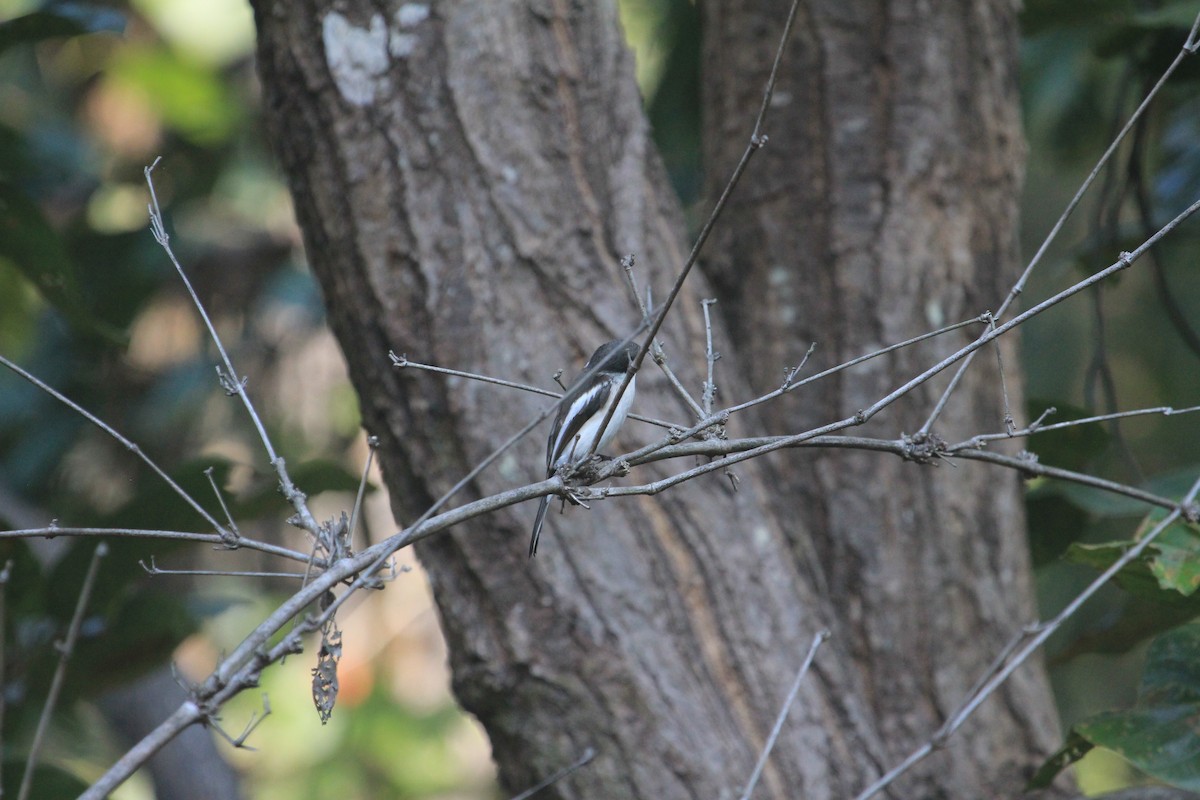 Bar-winged Flycatcher-shrike - ML311001691