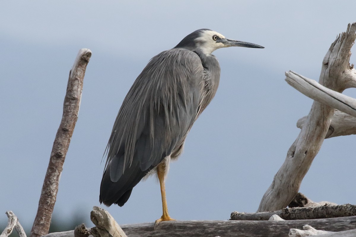 White-faced Heron - Roly Pitts