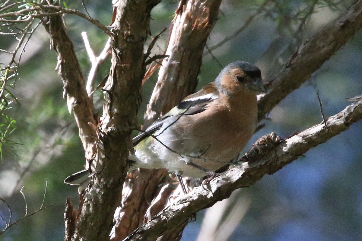 Common Chaffinch - ML311002691