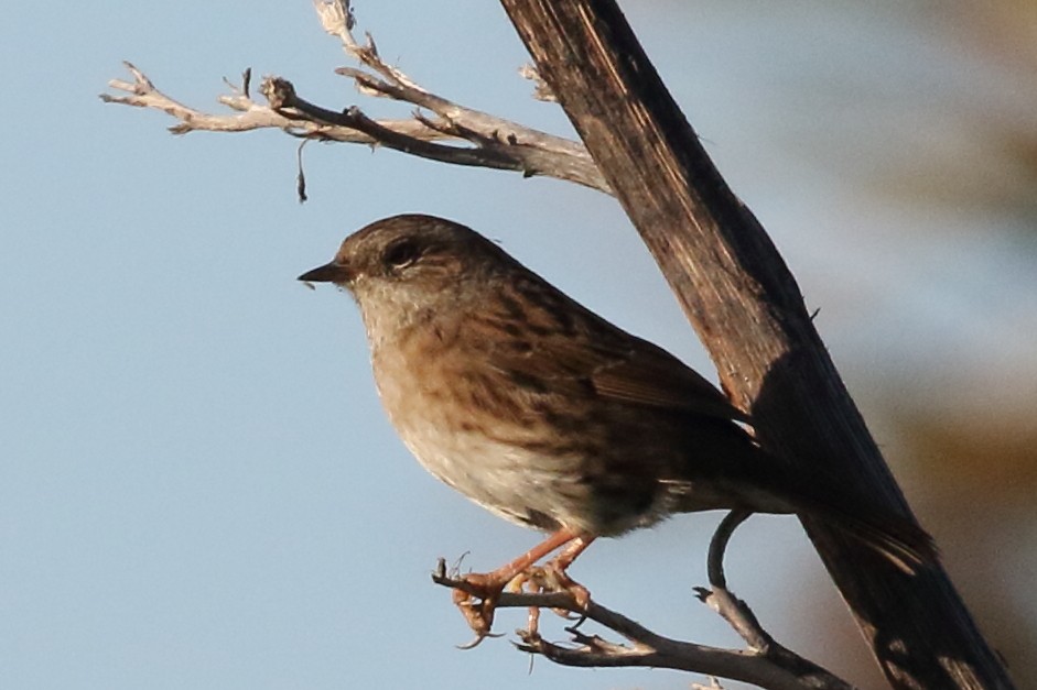 Dunnock - ML311002781