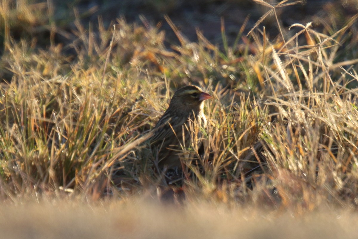 Southern Red Bishop - ML31100291