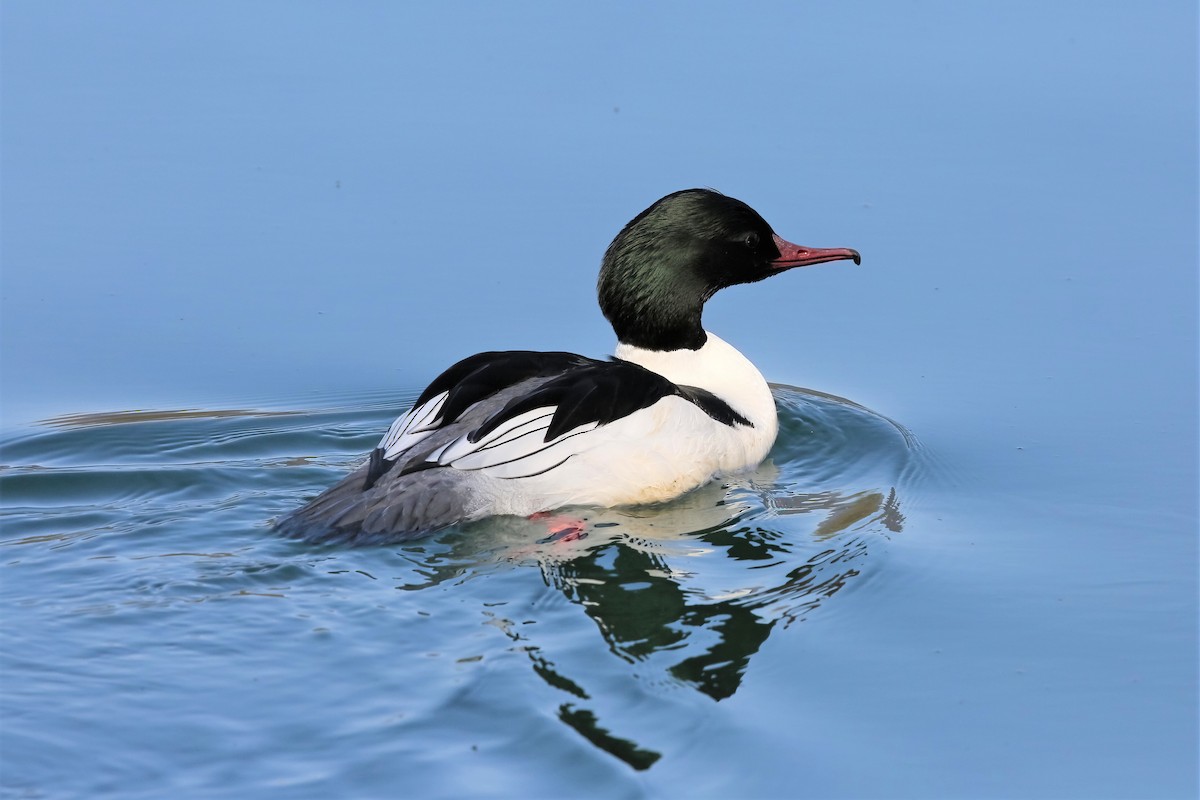 Common Merganser - ML311003341