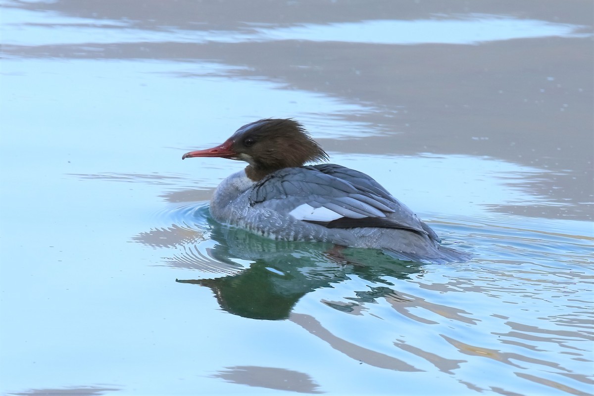 Common Merganser - ML311003651