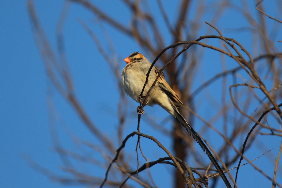 Pin-tailed Whydah - ML31100421