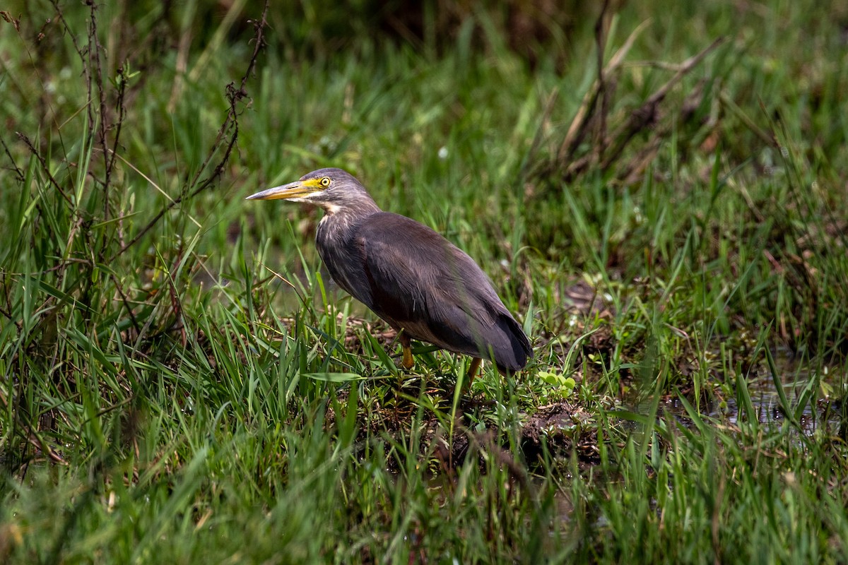 Rufous-bellied Heron - ML311004791