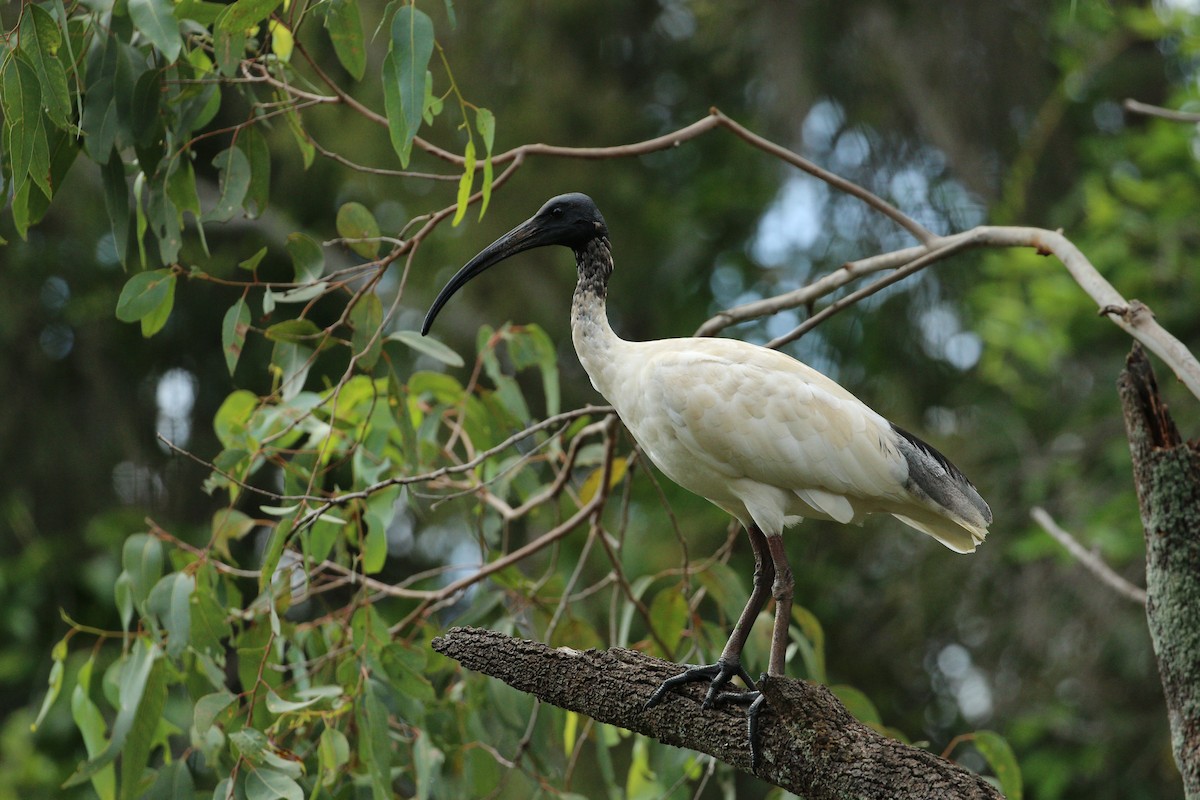 Australian Ibis - ML311004921