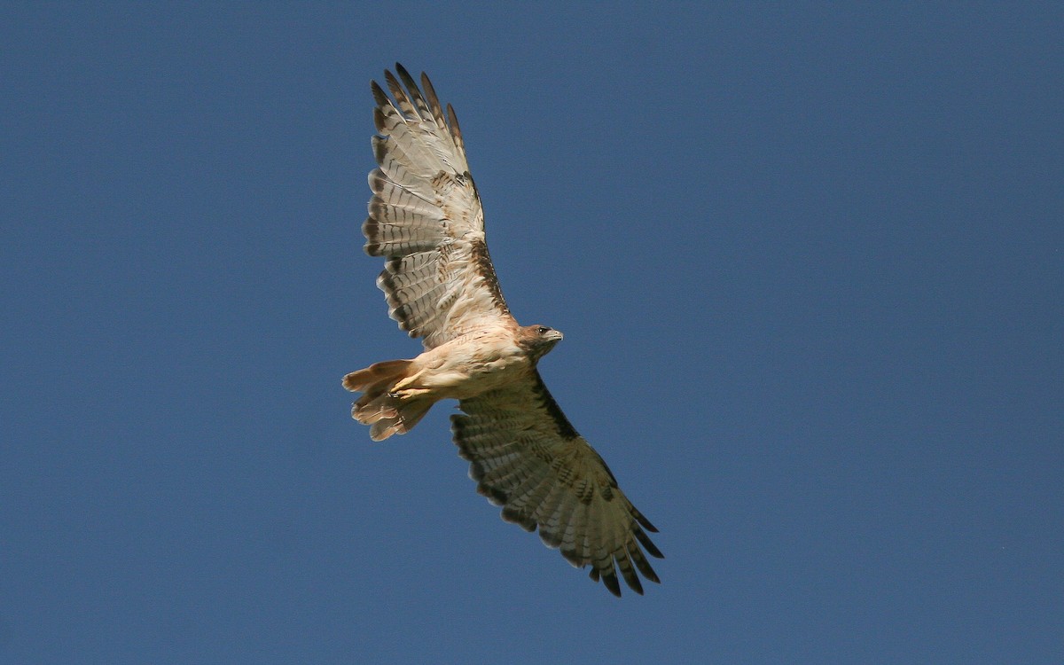 Red-tailed Hawk (calurus/alascensis) - ML311005351