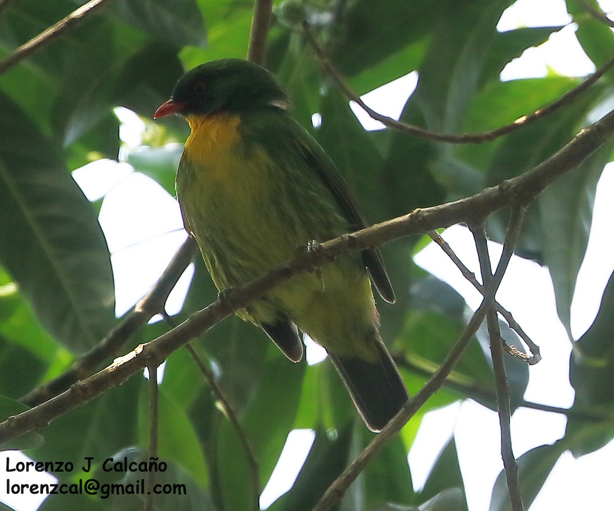 Golden-breasted Fruiteater - ML311006381