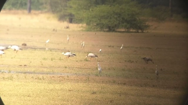 אווז הודי - ML311006551