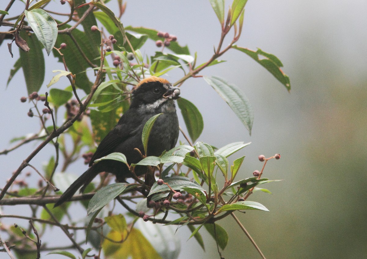 Slaty Brushfinch (Taczanowski's) - William Price