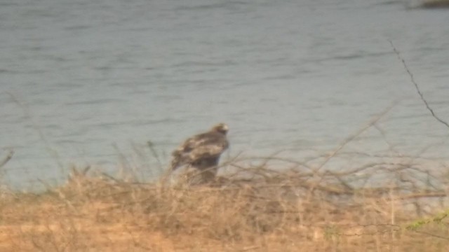 Indian Spotted Eagle - ML311008621