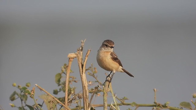 Siberian Stonechat - ML311009601