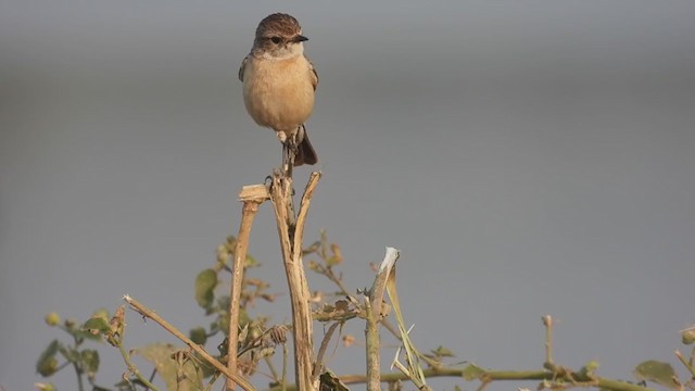 Siberian Stonechat - ML311009961