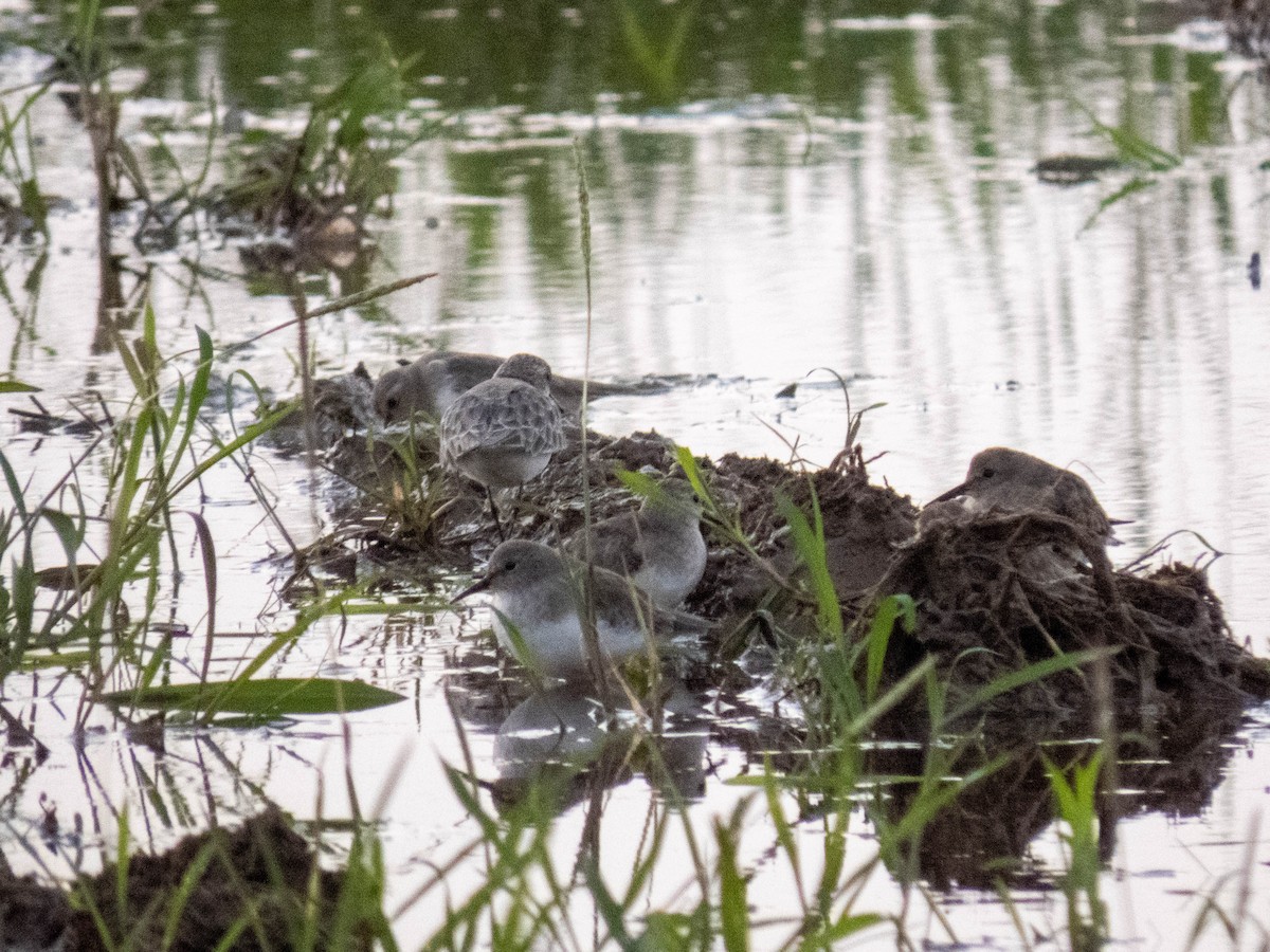 Temminck's Stint - shyamkumar puravankara