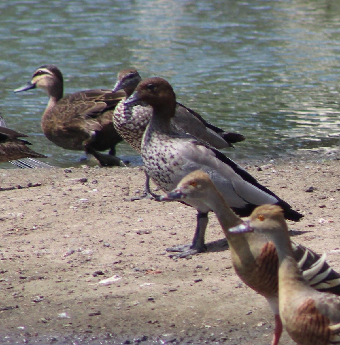 Maned Duck - ML311012921