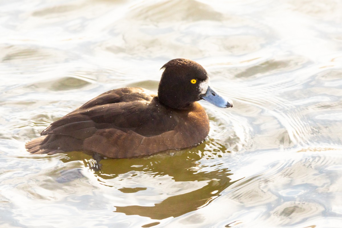 Tufted Duck - ML311013061