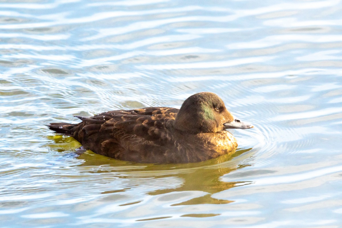 Velvet Scoter - ML311013091