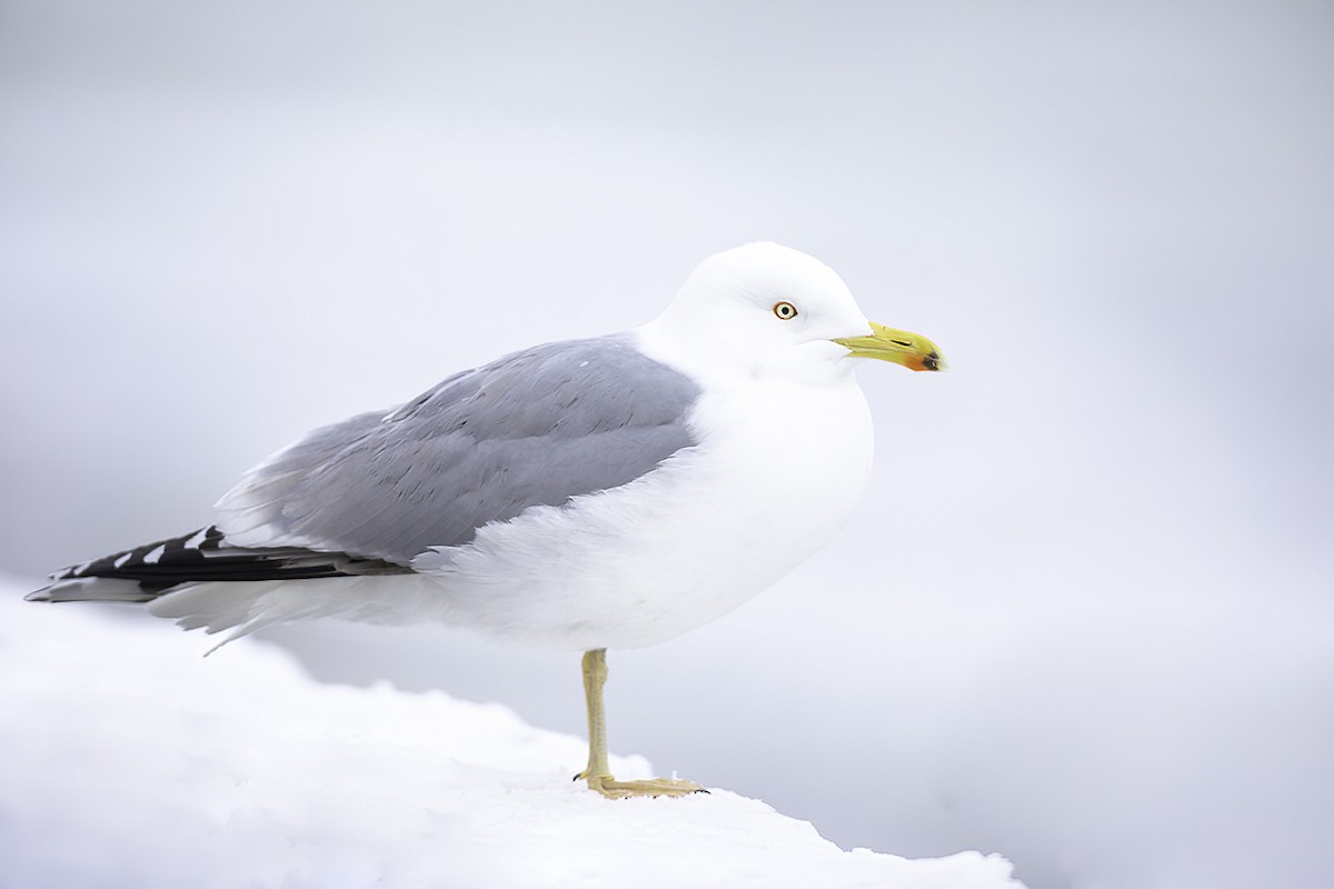 European Herring Gull - ML311013201