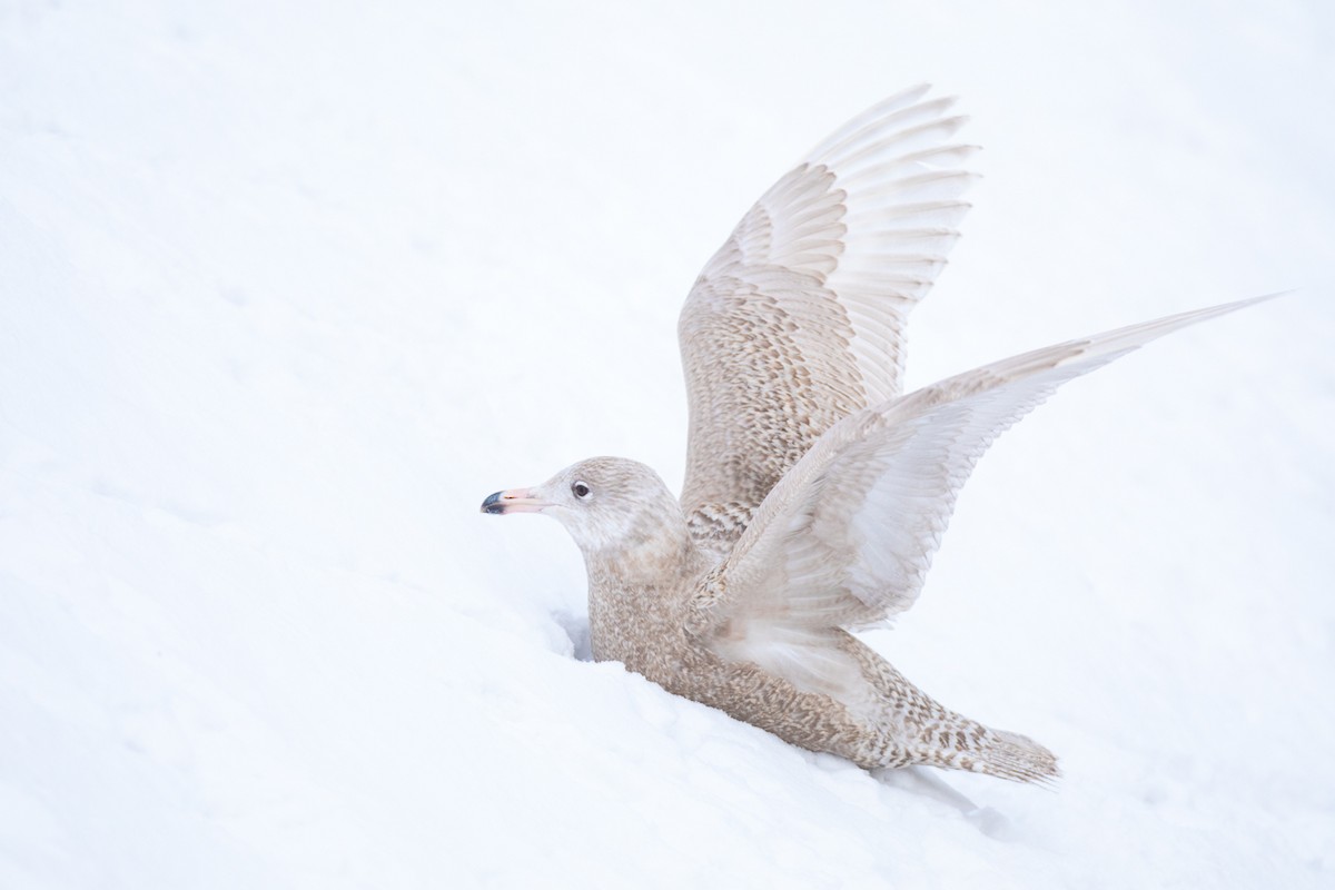 Glaucous Gull - ML311013401