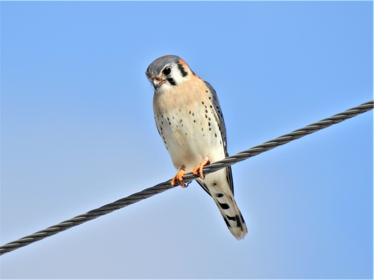 American Kestrel - Susan Brauning