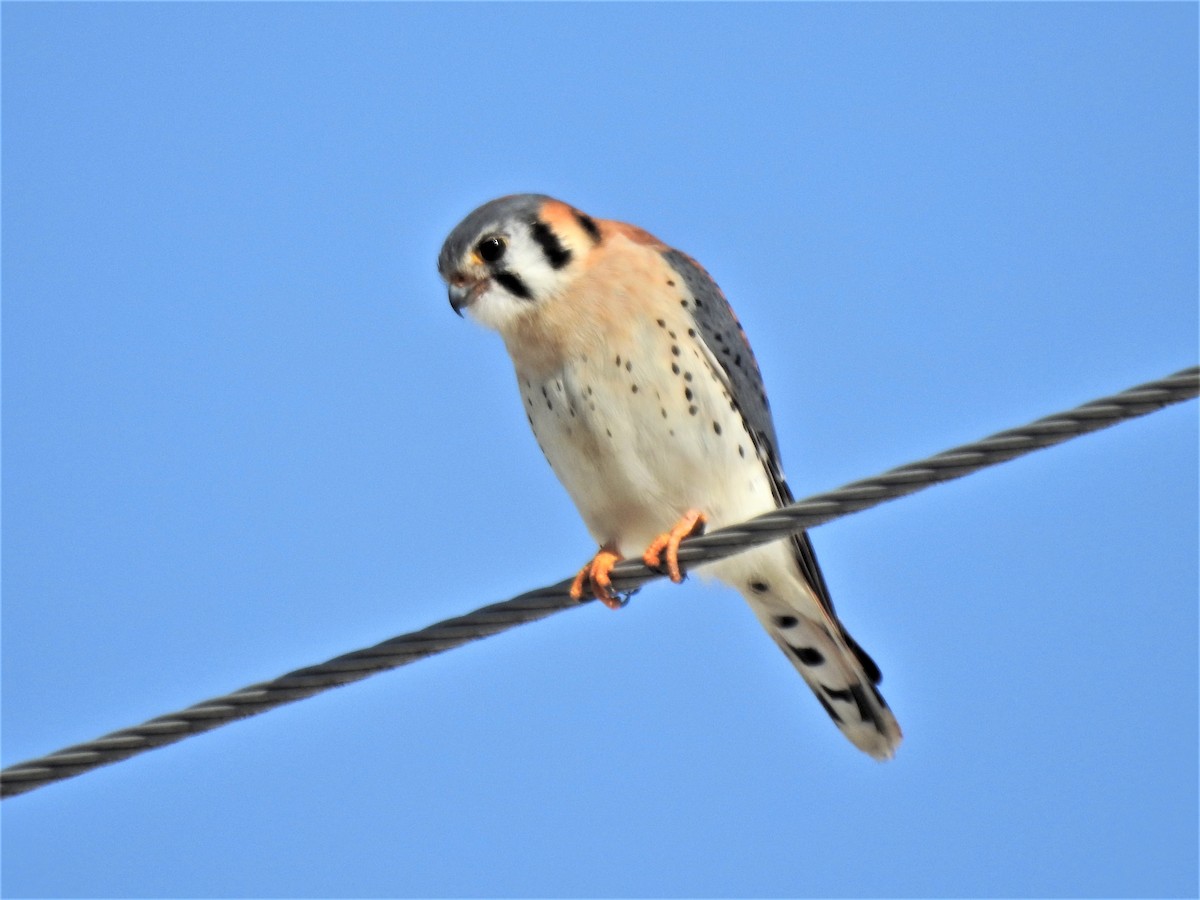 American Kestrel - Susan Brauning