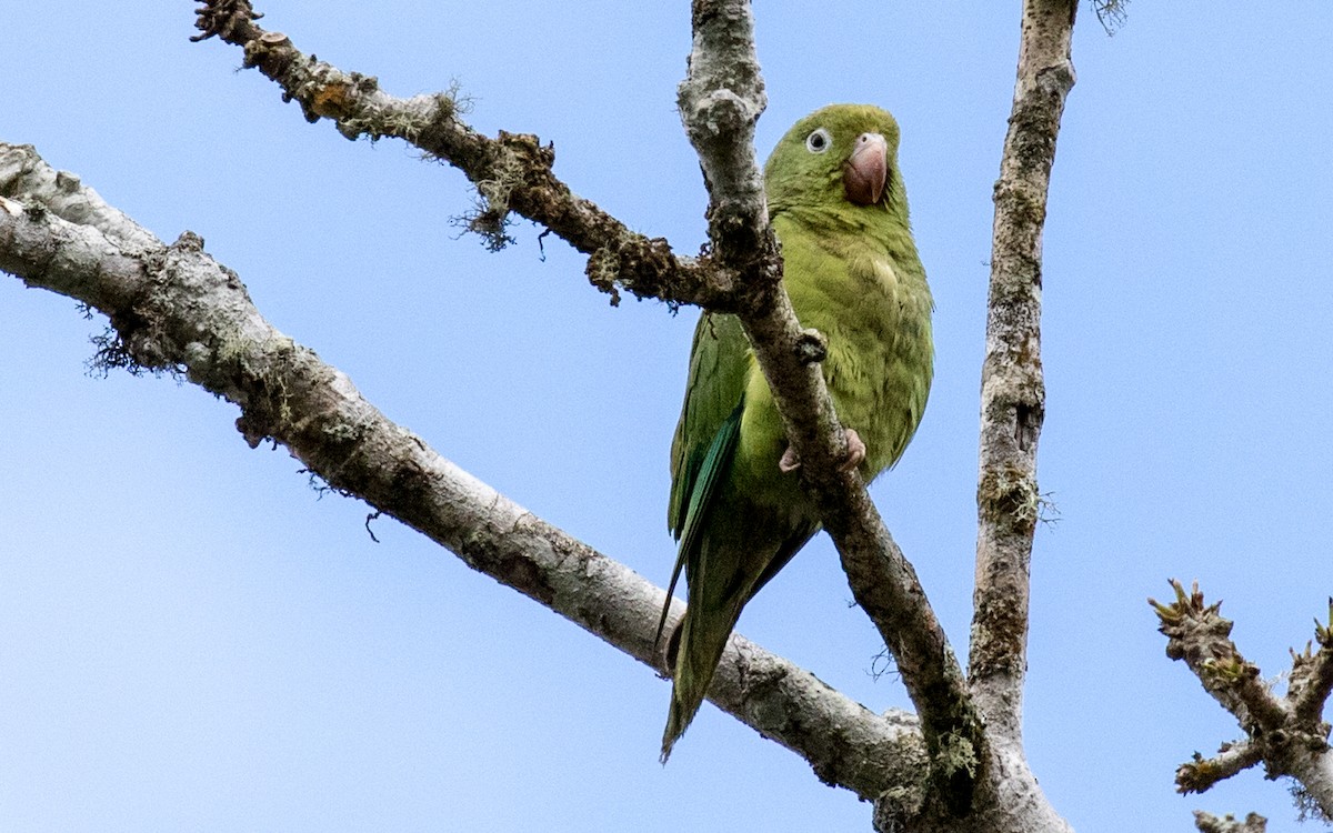 キカタインコ - ML311014111