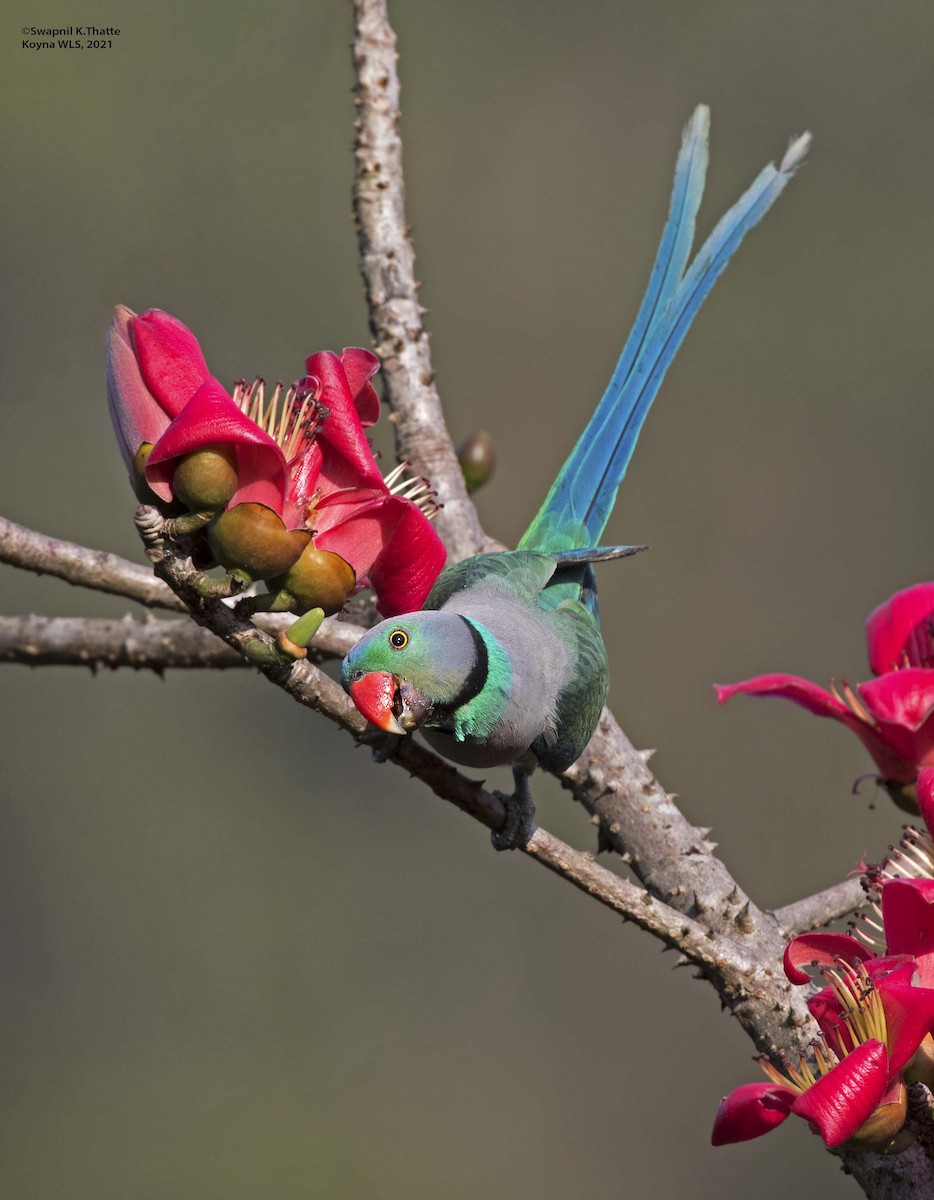 Malabar Parakeet - ML311014971