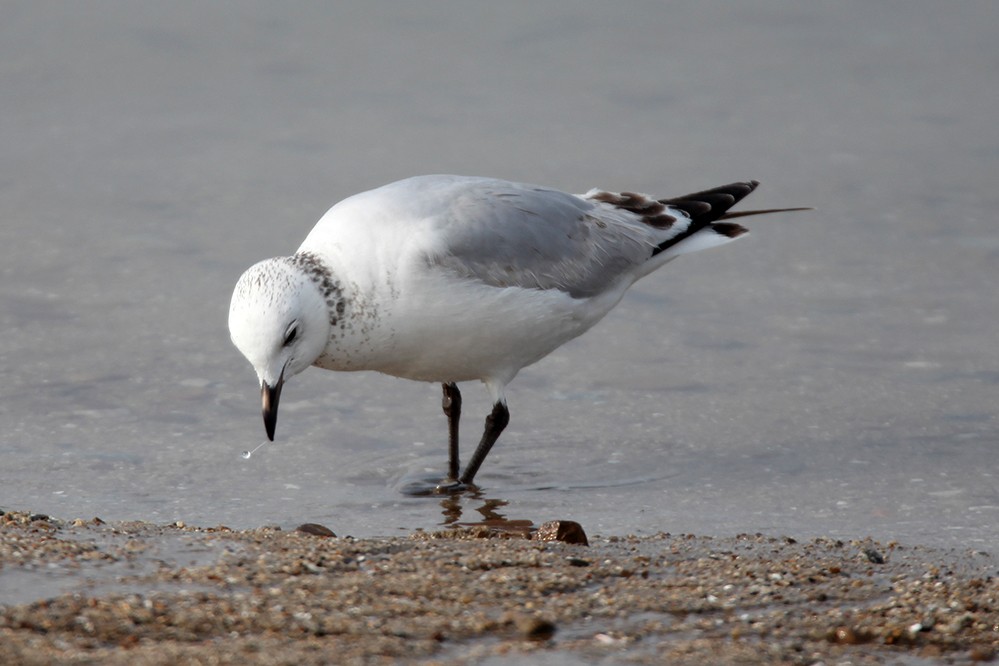 Relict Gull - Peter Han