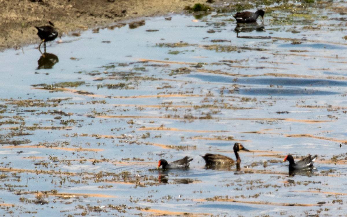 Gallineta Americana - ML311021581