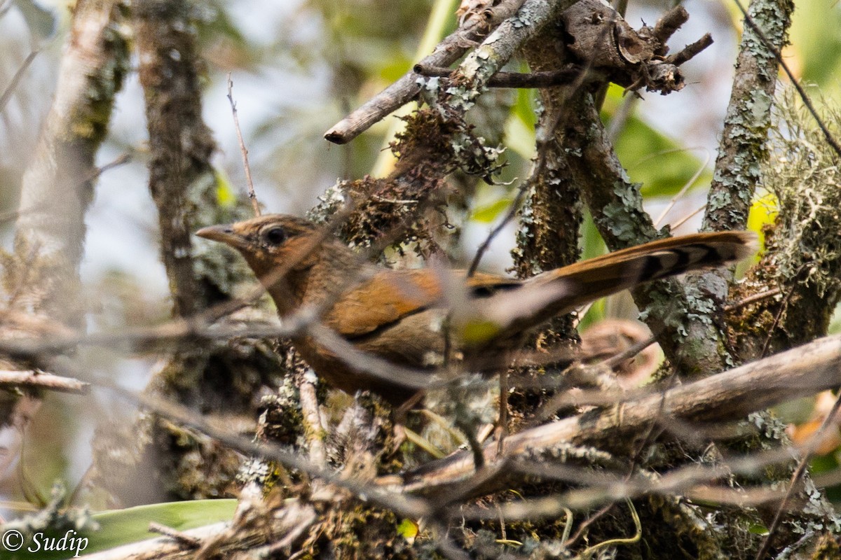 Streaked Laughingthrush - ML311022411
