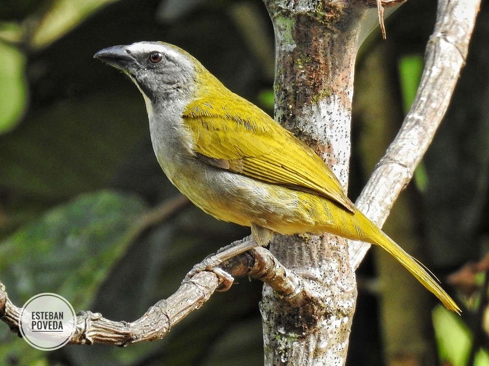 Buff-throated Saltator - ML311025661