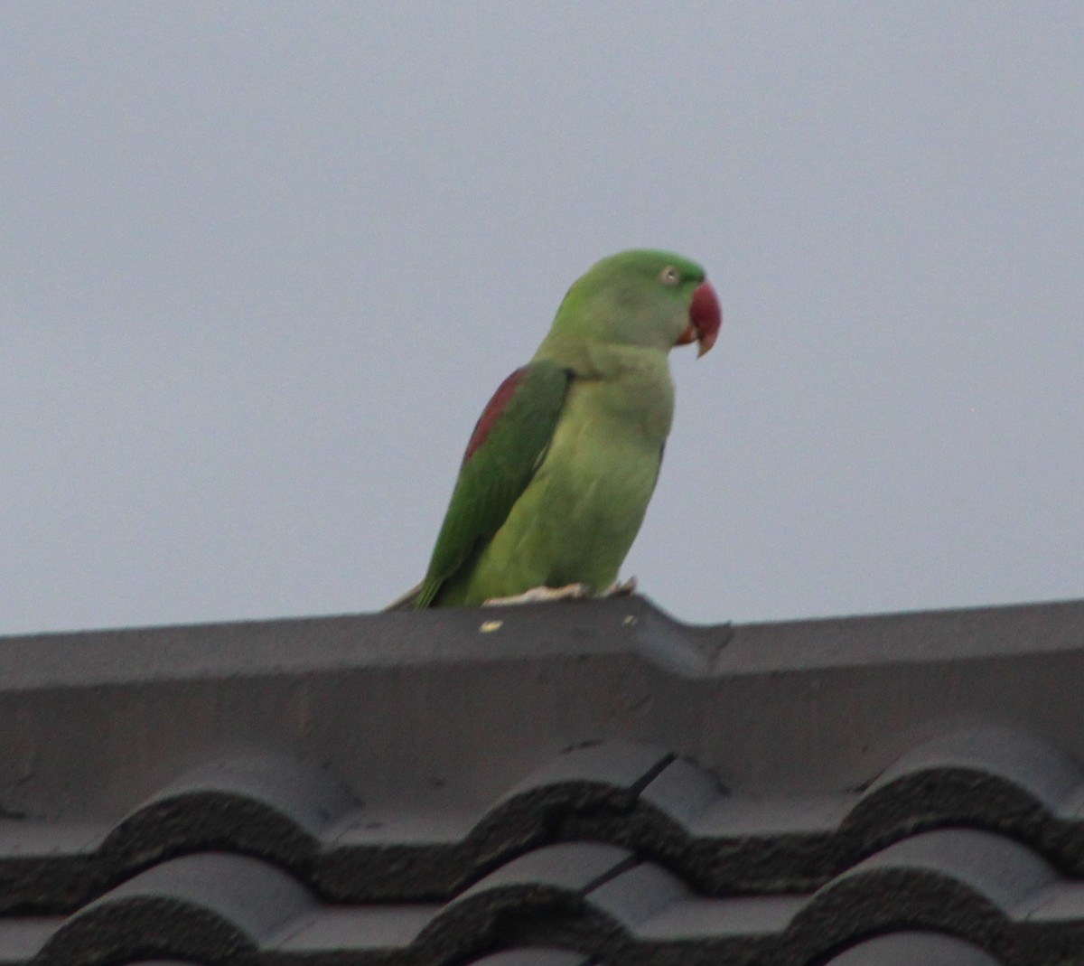 Alexandrine Parakeet - ML311026491