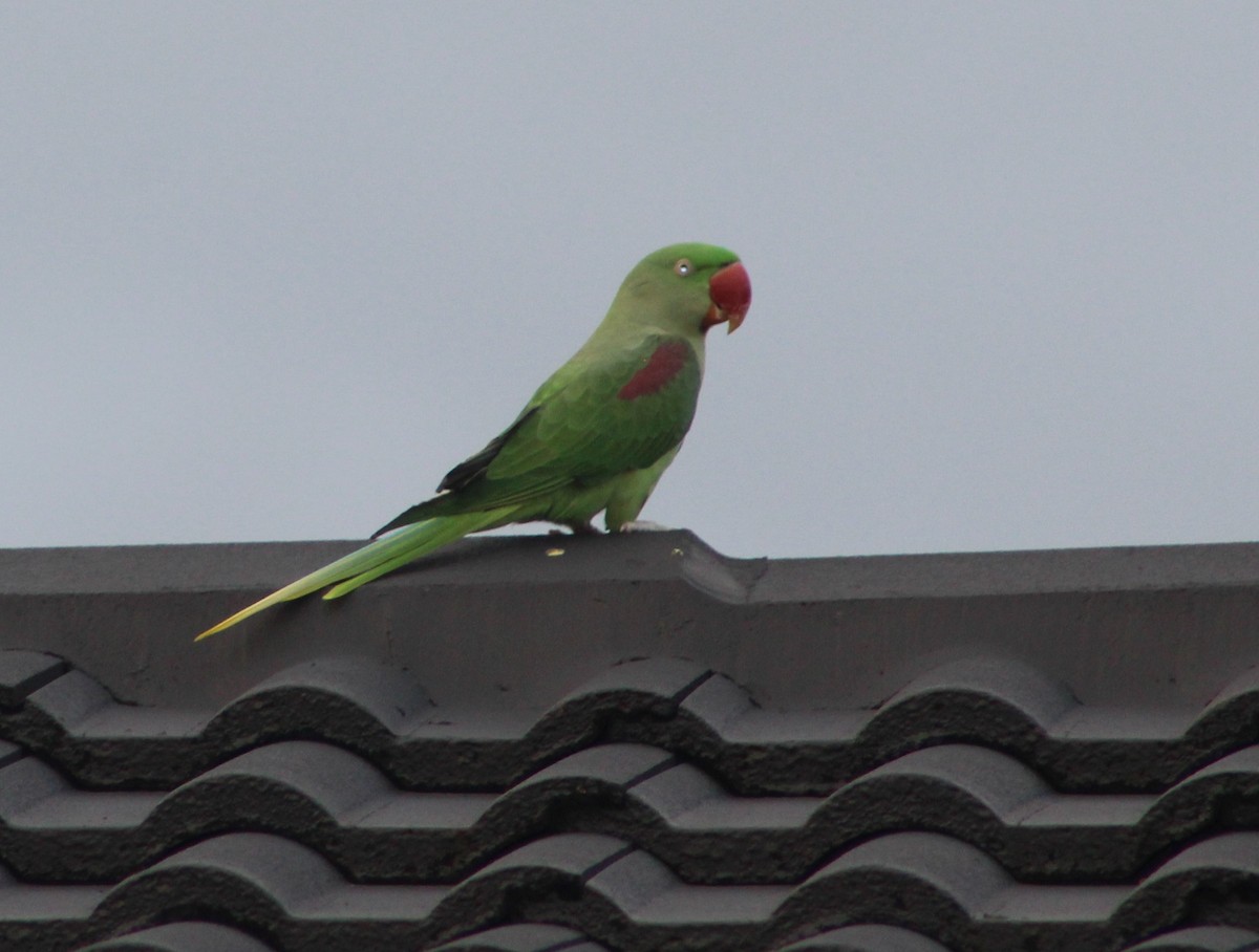 Alexandrine Parakeet - ML311026521