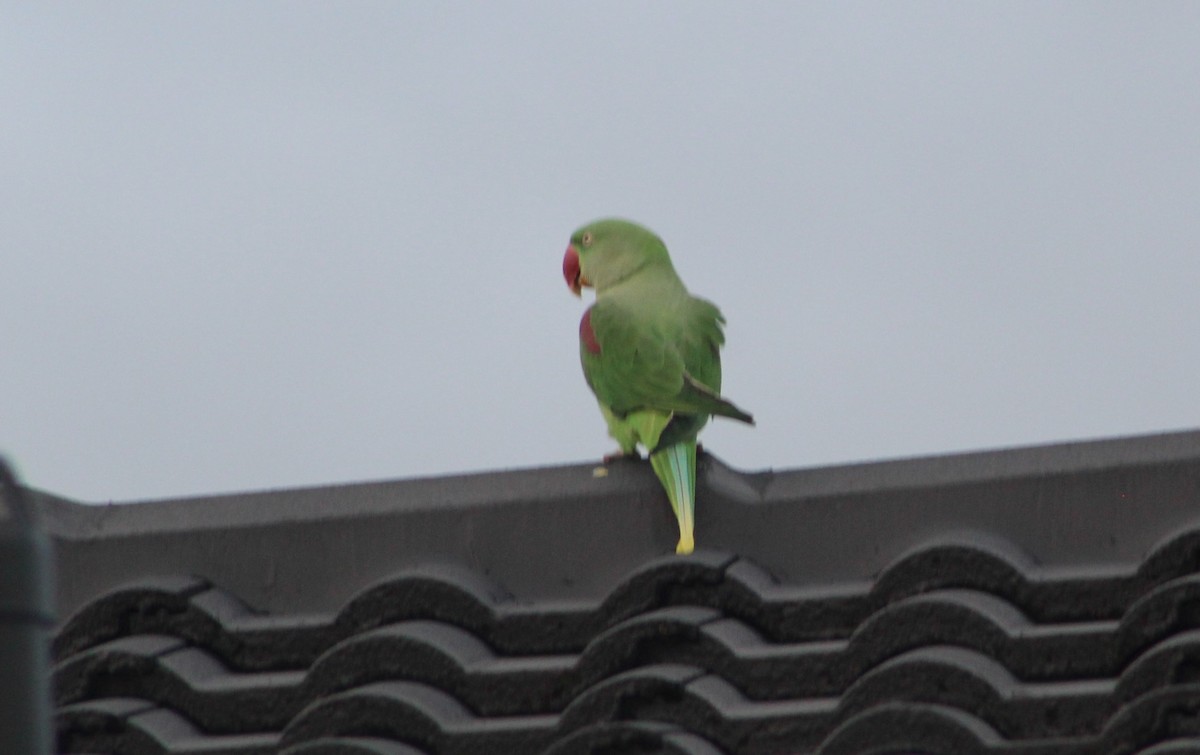 Alexandrine Parakeet - ML311026541