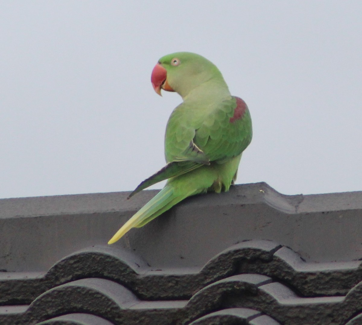 Alexandrine Parakeet - ML311026571