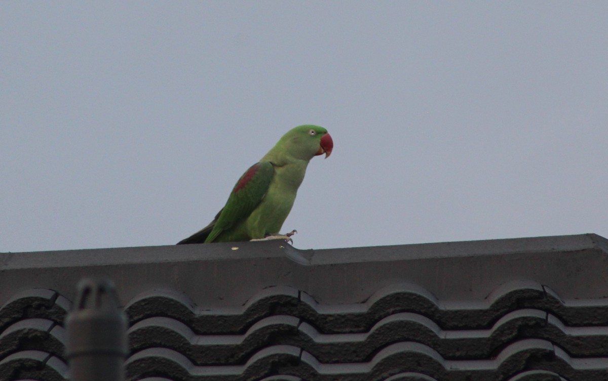 Alexandrine Parakeet - ML311026631