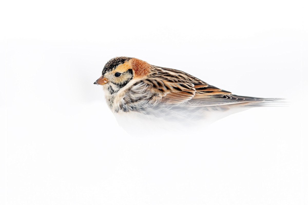 Lapland Longspur - ML311027051