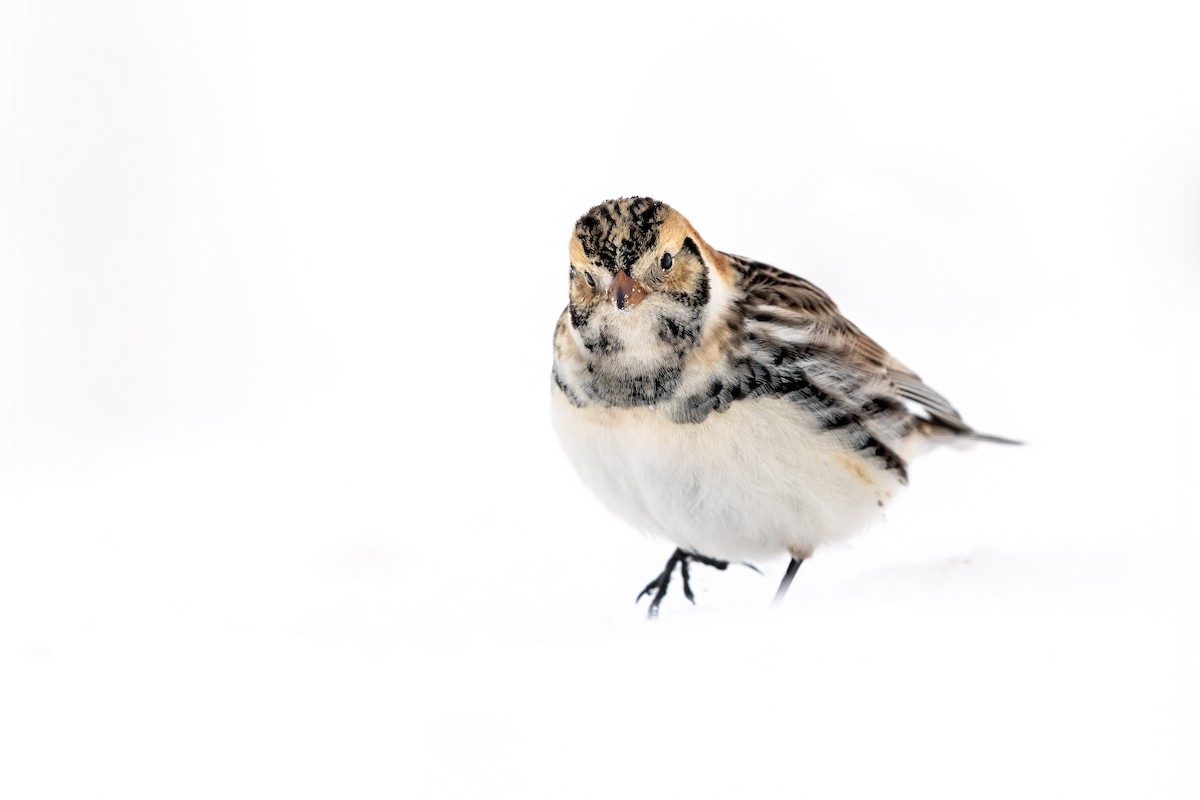 Lapland Longspur - Brad Imhoff