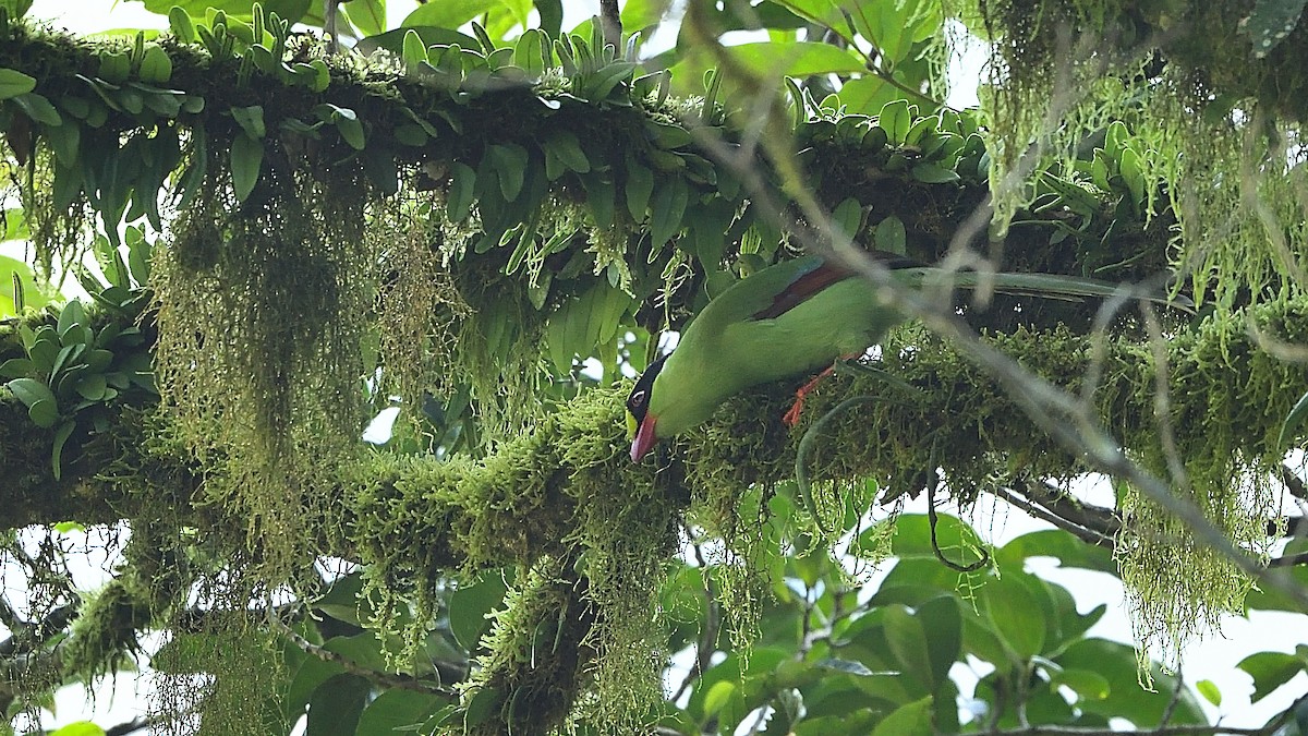 Common Green-Magpie - ML311027431