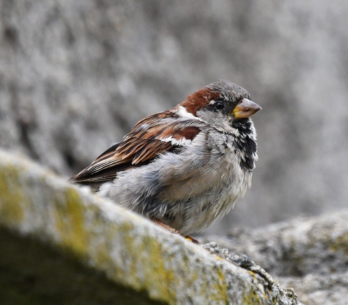 House Sparrow - ML311028901