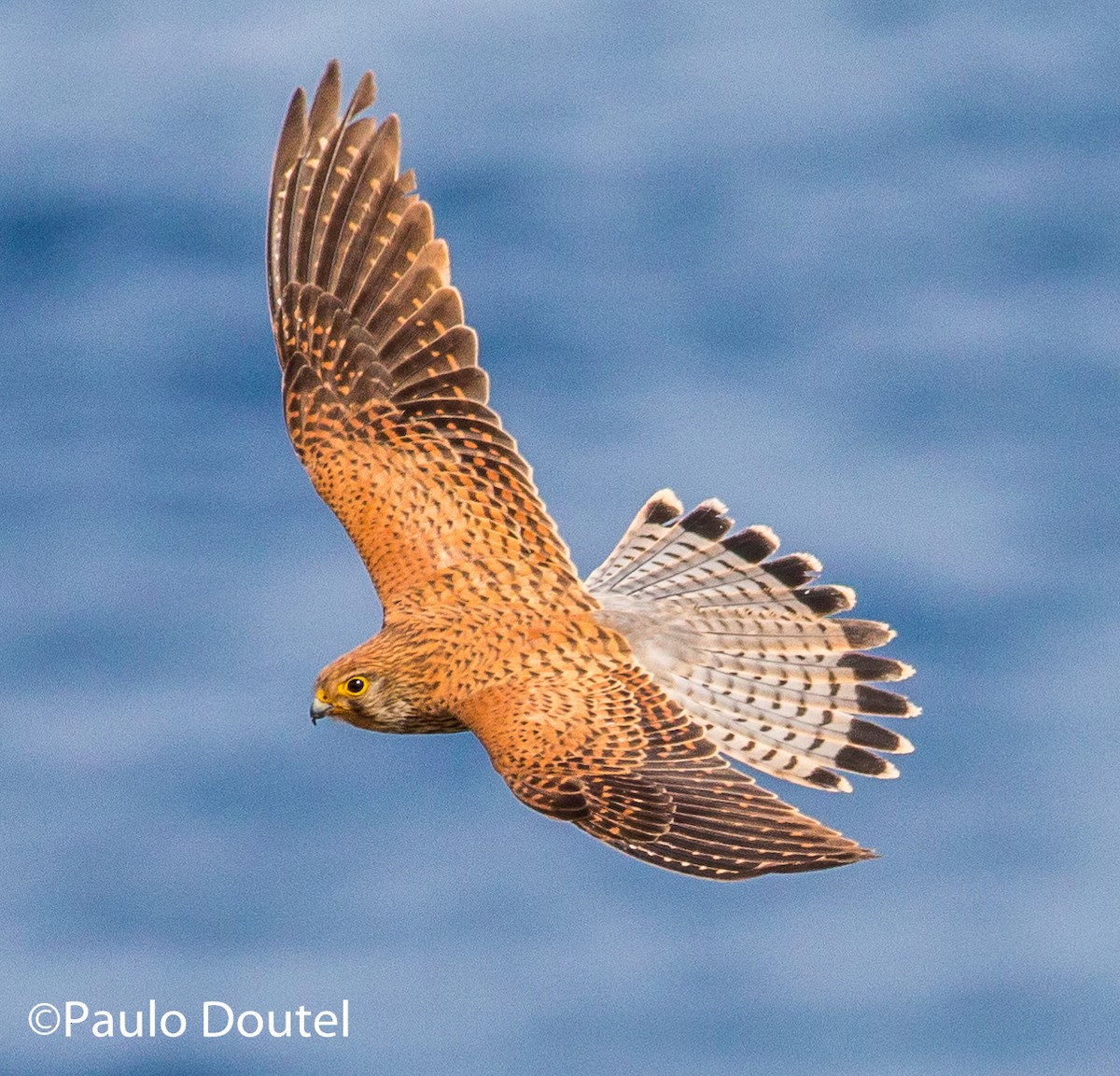 Eurasian Kestrel - Paulo Doutel