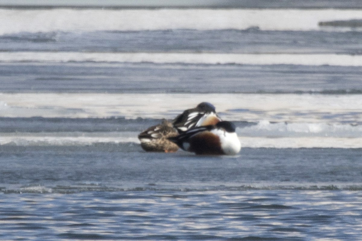 Northern Shoveler - ML311031451