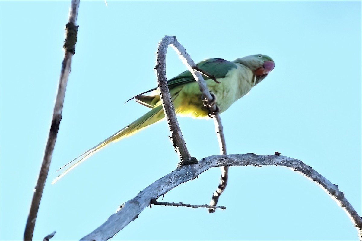 Alexandrine Parakeet - ML311032171