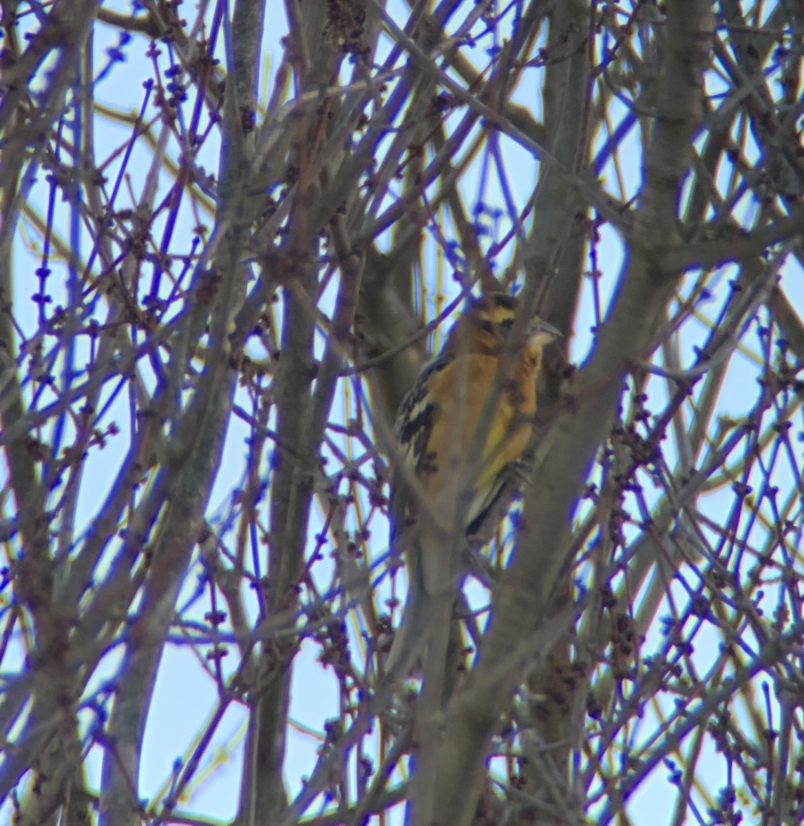 Black-headed Grosbeak - ML311032581