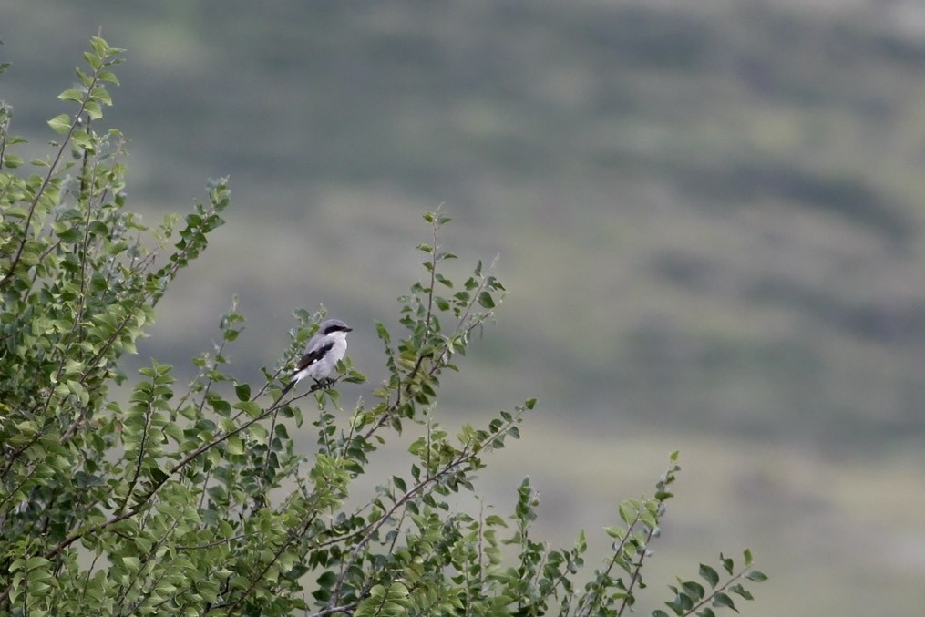 Loggerhead Shrike - ML311032761